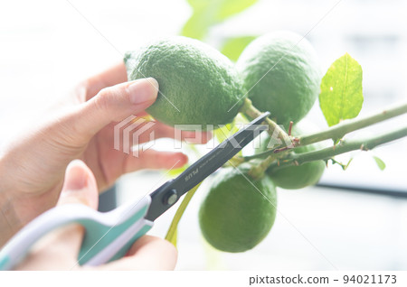 收穫綠色檸檬 94021173