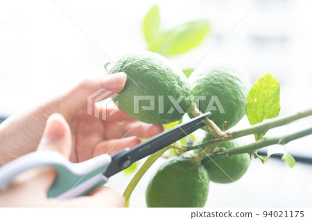 Green lemon picking Green lemon picking 94021175