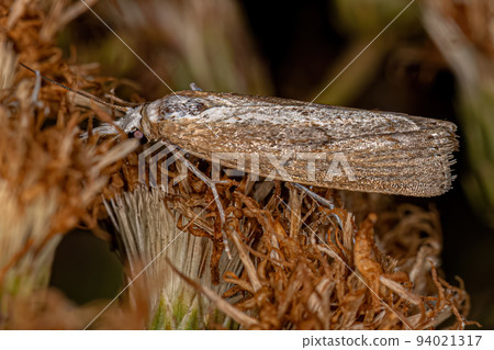 Adult Grass-veneer moth Adult Grass-veneer moth 94021317