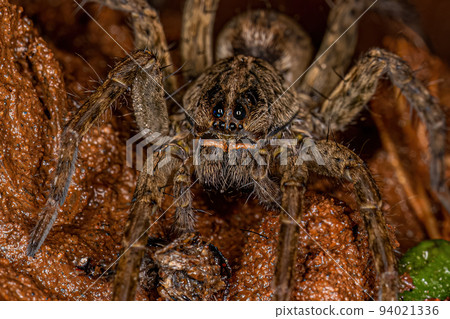 Small Wolf Spider Small Wolf Spider 94021336