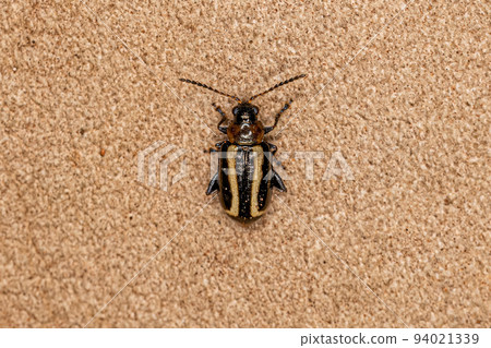 Adult Flea Beetle Adult Flea Beetle 94021339