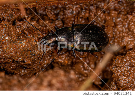 Adult Ground Beetle 94021341
