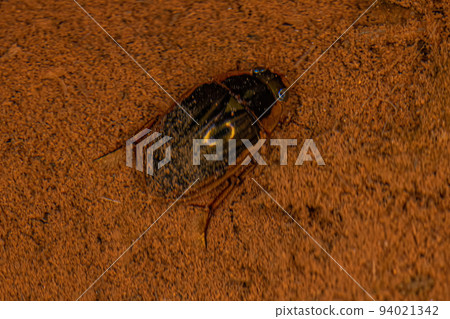 Adult Water Scavenger Beetle Adult Water Scavenger Beetle 94021342