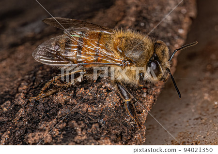 Adult Female Western Honey Bee 94021350