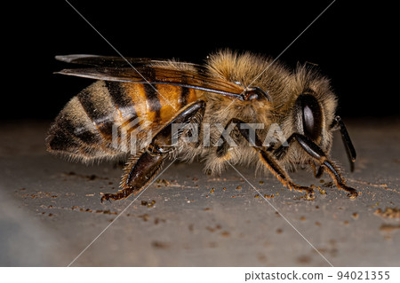 Adult Female Western Honey Bee 94021355