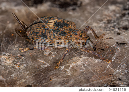 Adult Cocoon Weevil Adult Cocoon Weevil 94021356