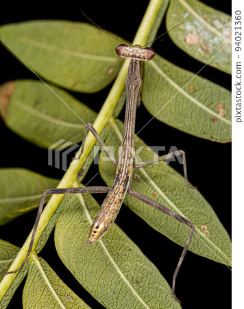 Small Mantid nymph 94021360