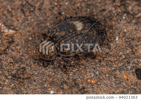 Adult Cocoon Weevil Adult Cocoon Weevil 94021363