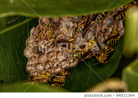 Adult Long-waisted Paper Wasps 94021364