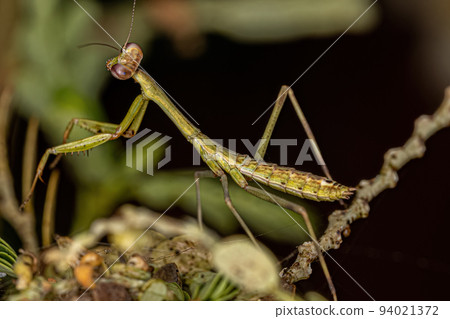 Small Mantid nymph 94021372