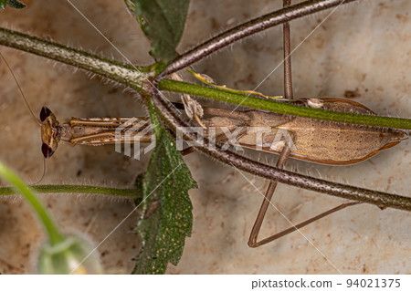 Adult Mantid Insect 94021375