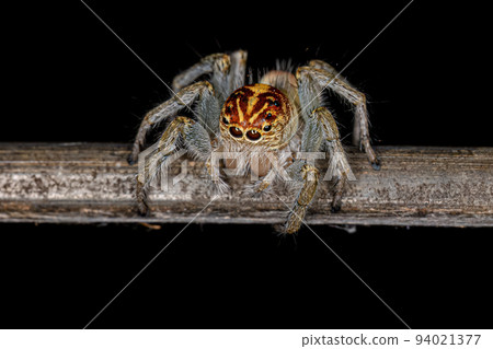 Adult Female Jumping Spider Adult Female Jumping Spider 94021377