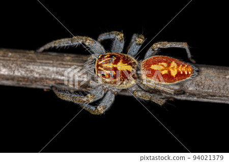 Adult Female Jumping Spider Adult Female Jumping Spider 94021379