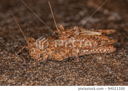 Short-horned Grasshopper Insect 94021380