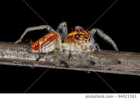Adult Female Jumping Spider Adult Female Jumping Spider 94021381
