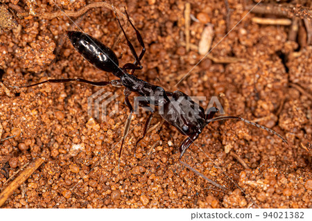Adult Trap-jaw Ant 94021382