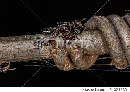 Adult Female Cocktail Ants 94021383