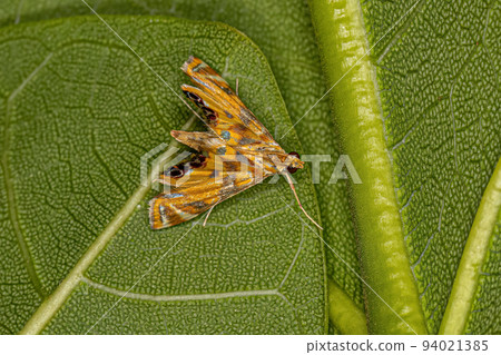 Adult Crambid Moth 94021385