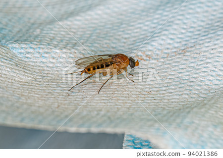 Adult Humpbackd Fly Adult Humpbackd Fly 94021386