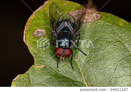 Adult Blow Fly 94021387