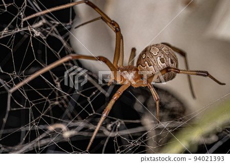 Female Adult Brown Widow Spider 94021393