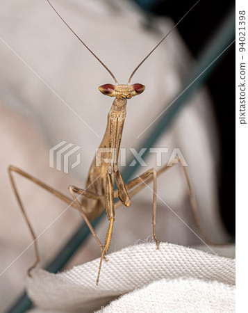 Small Mantid nymph Small Mantid nymph 94021398