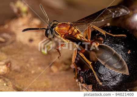 Adult Long-waisted Honey Wasp Adult Long-waisted Honey Wasp 94021400