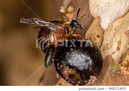 Adult Long-waisted Honey Wasp 94021403