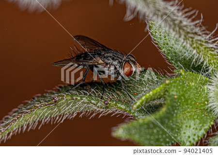 Adult Bristle Fly 94021405
