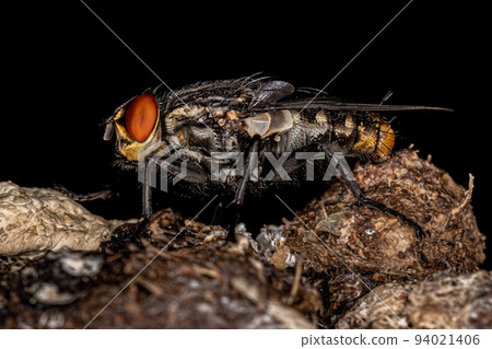 Adult Flesh Fly Adult Flesh Fly 94021406