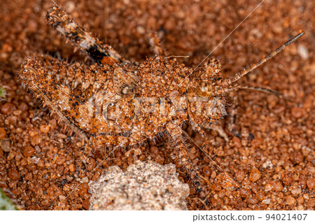 Short-horned Grasshopper Insect Short-horned Grasshopper Insect 94021407