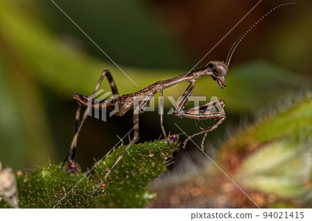 Small Mantid nymph Small Mantid nymph 94021415