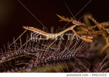 Small Mantid nymph 94021419