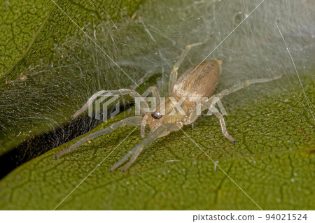 Small Ghost Spider 94021524