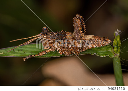 Short-horned Grasshopper Insect Short-horned Grasshopper Insect 94021530