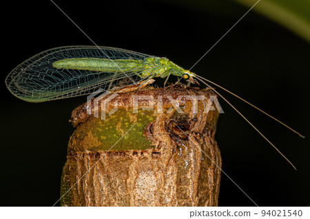 Adult Typical Green Lacewing 94021540