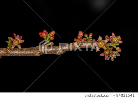 Red Mombin Plant Flower Red Mombin Plant Flower 94021541