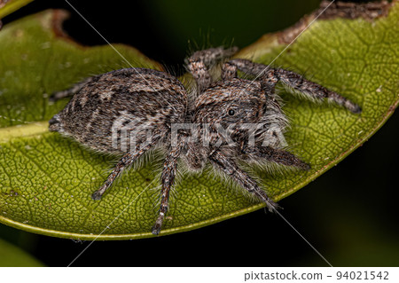 Adult Female Jumping Spider Adult Female Jumping Spider 94021542