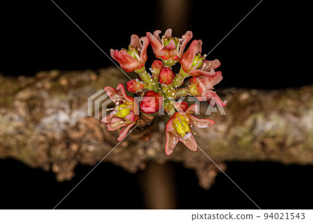 Red Mombin Plant Flower 94021543
