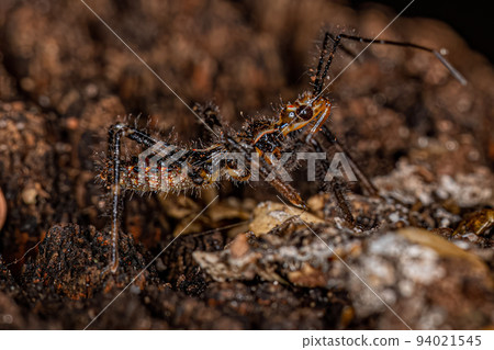 Assassin Bug Nymph Assassin Bug Nymph 94021545