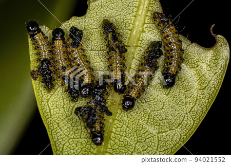 Leaf Beetle Larvae 94021552