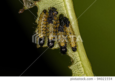 Leaf Beetle Larvae 94021554