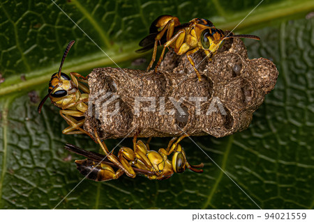 Adult Long-waisted Paper Wasps Adult Long-waisted Paper Wasps 94021559