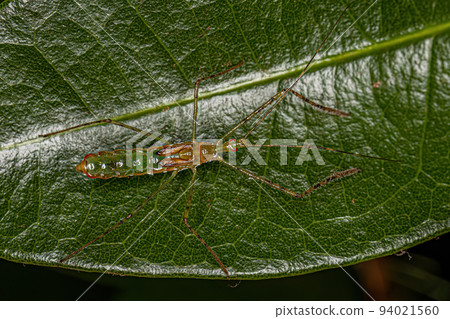 Assassin Bug Nymph Assassin Bug Nymph 94021560