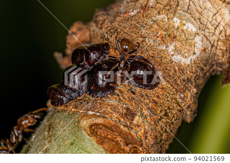 Adult Cecropia Ants and  Scale Insects 94021569