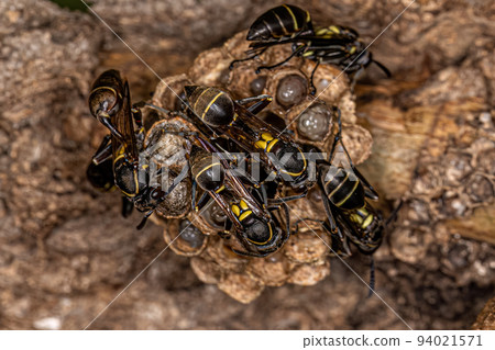 Adult Long-waisted Paper Wasps 94021571