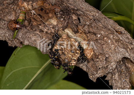 Adult Long-waisted Paper Wasps Adult Long-waisted Paper Wasps 94021573