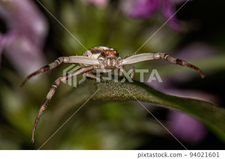 Adult Female Crab Spider Adult Female Crab Spider 94021601