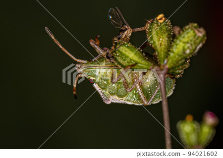 Adult Stink Bug 94021602