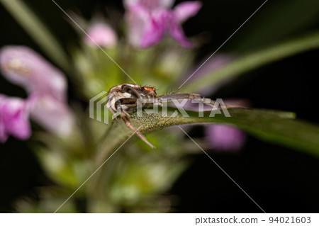 Adult Female Crab Spider 94021603